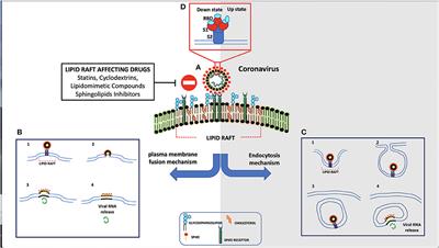 Targeting Lipid Rafts as a Strategy Against Coronavirus